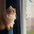 Ballı kızım asena fotoğraf