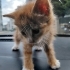 Sevimli Yavru Kedi Yuva Arıyor (3 Kardeşi Daha Var!) fotoğraf