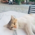 🐾 ÖMÜRLÜK YUVASINI ARIYOR 🏡🤍 fotoğraf
