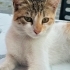 🐾 ÖMÜRLÜK YUVASINI ARIYOR 🏡🤍 fotoğraf