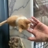 Oyuncu güzel mi güzel kediciklerim fotoğraf