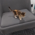 Oyuncu, sevimli , aşıları tam tekir kedi fotoğraf