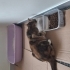 Oyuncu, sevimli , aşıları tam tekir kedi fotoğraf