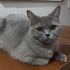 Dişi british 1 yaşında fotoğraf