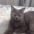 Dişi british 1 yaşında fotoğraf