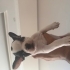 1 AYLIK FRENCH BULLDOG YAVRUSU ÜCRETSİZ YUVA fotoğraf