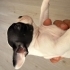 1 AYLIK FRENCH BULLDOG YAVRUSU ÜCRETSİZ YUVA fotoğraf