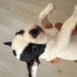 1 AYLIK FRENCH BULLDOG YAVRUSU ÜCRETSİZ YUVA fotoğraf