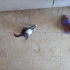 Küllü kız sevileceği yuvasını arıyor fotoğraf