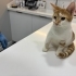 Limon ve misket yuva arıyor fotoğraf