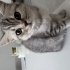 Yavru kedi uysal fotoğraf