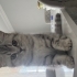 Yavru kedi uysal fotoğraf