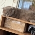 Çok sakin çok uysal çok naif korkak bi kedi hiçbir hastaligi yok fotoğraf