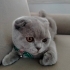 Çok sakin çok uysal çok naif korkak bi kedi hiçbir hastaligi yok fotoğraf