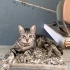 Sokağa Terk Cins Kedi, Acil Yuva fotoğraf