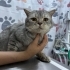 Nuh yuva arıyor fotoğraf