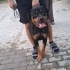 2 YAŞLARINDA ÇİPLİ ROTTWEİLER IRKI BİR KIZ AYDIN İÇİ YENİ YUVASINI ARIYORUZ fotoğraf