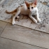 3 KARDEŞİNİ KAYBETTİ, ONU YUVASIZ BIRAKMAYALIM. fotoğraf