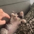 1 AYLIK POFUFUK ERKEK YAVRU, 1 GÖZÜNDE SORUN VAR ÖMÜRLÜK YUVA ARIYOR YENİMAHALLE fotoğraf