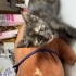 Kaplumbağa kabuğu desenli annesi ölmüş sevimli bebek fotoğraf