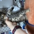 Uzun tüylü konuşkan sevimli ankaralı bebe fotoğraf
