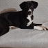 Zeytin yuva arıyor fotoğraf