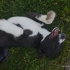 Zeytin yuva arıyor fotoğraf