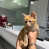 Mısır iç dış parazitleri yapıldı karma aşısı yapıldı fotoğraf