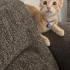 Mısır iç dış parazitleri yapıldı karma aşısı yapıldı fotoğraf