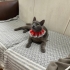 Şimal; Korat kedisi, dişi, kısır, oyuncu fotoğraf