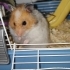 Cana yakın uysal Suriye hamster fotoğraf