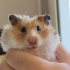 Cana yakın uysal Suriye hamster fotoğraf