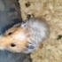 Cana yakın uysal Suriye hamster fotoğraf