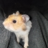 Cana yakın uysal Suriye hamster fotoğraf