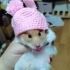 Cana yakın uysal Suriye hamster fotoğraf