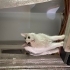 ÇAKIL ÖMÜRLÜK YUVASINI BEKLİYOR ACİL! fotoğraf