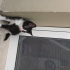 ÇOK ACİL YUVA - 1,5 aylık gur gur bebek kedi! fotoğraf