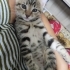 Üç kardeş ve anne kediye geçici yuva ( 3 aylığına) fotoğraf