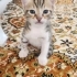 Üç kardeş ve anne kediye geçici yuva ( 3 aylığına) fotoğraf