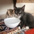 Üç kardeş ve anne kediye geçici yuva ( 3 aylığına) fotoğraf