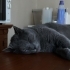 Rus mavisi cinsi dişi kedi fotoğraf