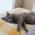 Rus mavisi cinsi dişi kedi fotoğraf