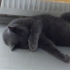 Rus mavisi cinsi dişi kedi fotoğraf