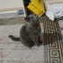 Rus mavisi cinsi dişi kedi fotoğraf