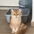 7-8 AYLIK BRİTİSH LONGHAİR..!! fotoğraf