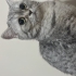 2 Yaşında Kısır Dişi British Shorthair Şila Ücretsiz fotoğraf