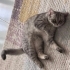 2 Yaşında Kısır Dişi British Shorthair Şila Ücretsiz fotoğraf