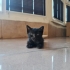 Tekir Siyah Kedi fotoğraf