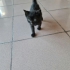 Tekir Siyah Kedi fotoğraf