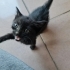 Tekir Siyah Kedi fotoğraf